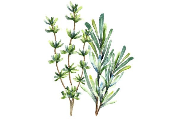 Illustration herbs