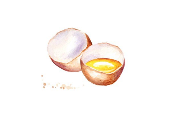 Illustrazione uova